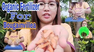 Use Organic Fertilizer for Bougainvillea to have a maximum flowers| Organic Fertilizer for plants