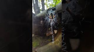 Gorgeous Writing Spider In An Old Car