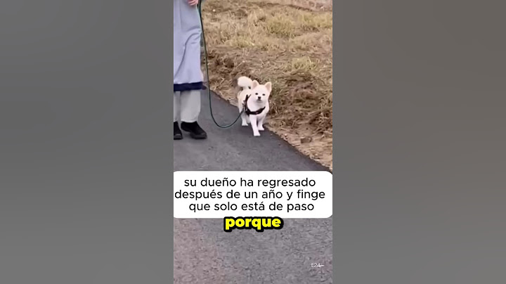 This dog's curious reaction when he sees his owner walk by #dogs #pets #animals
