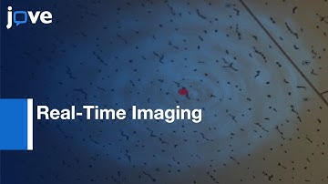 Plant Cell Surface Dynamics With Variable-Angle Epifluorescence Microscopy l Protocol Preview