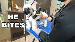 How I groom a Semi Aggressive Dog | Bichon X