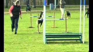 Border Collie Rescue - A Useful Dog - Episode 4 by BorderCollieRescueUK 22,170 views 13 years ago 8 minutes, 14 seconds
