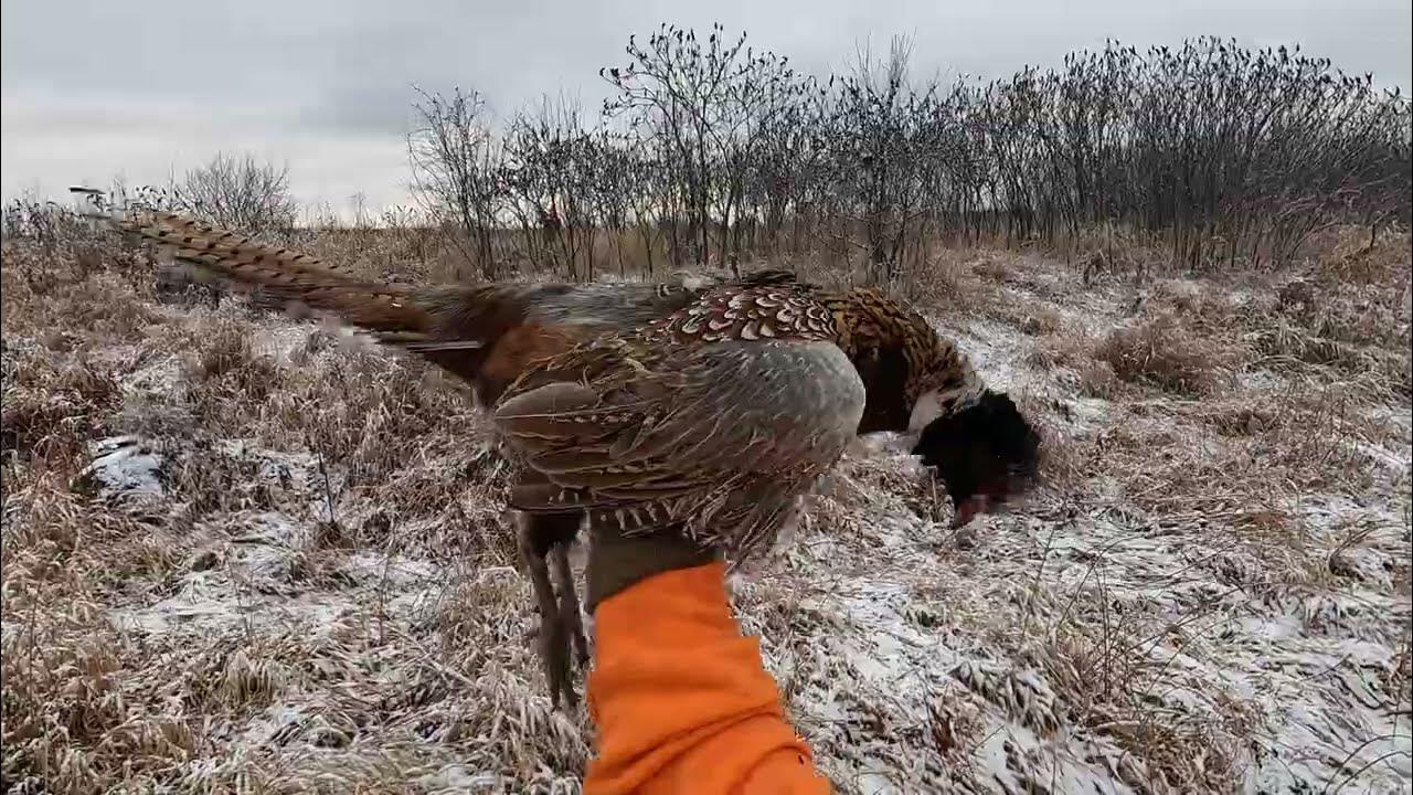 Wisconsin Pheasant and Grouse Hunt YouTube