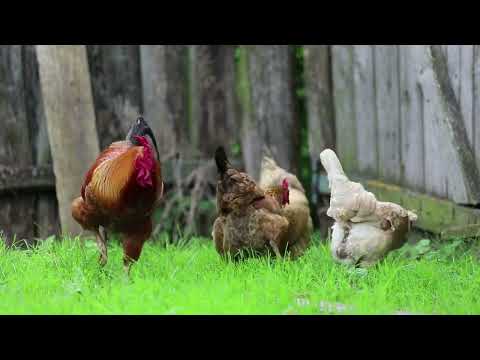 Петушиный крик - 45 минут петушиного кукарекания на ферме