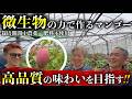 【農薬・肥料を使わない!?】微生物の力を借りたマンゴー栽培とは