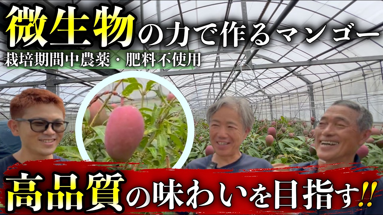 無農薬　果樹ペリカンマンゴー1.8メートル ５年生自宅に取りに来ていただける方 No Pesticides or Fertilizers!?] Mango Cultivation Using the Power