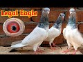 Legal eagle   breed  qasoori kamagar  pigeons gallery 