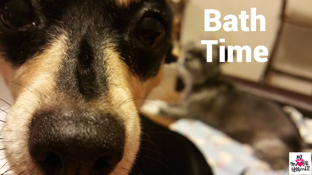 How I Bathe My Senior Dog at Home