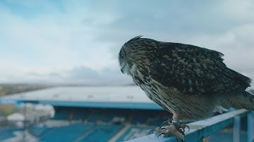 We are Sheffield Wednesday!