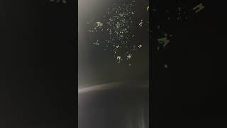 N.J. shooting victim remembered during balloon release