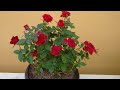 Mini rosa: como plantar e cuidar.