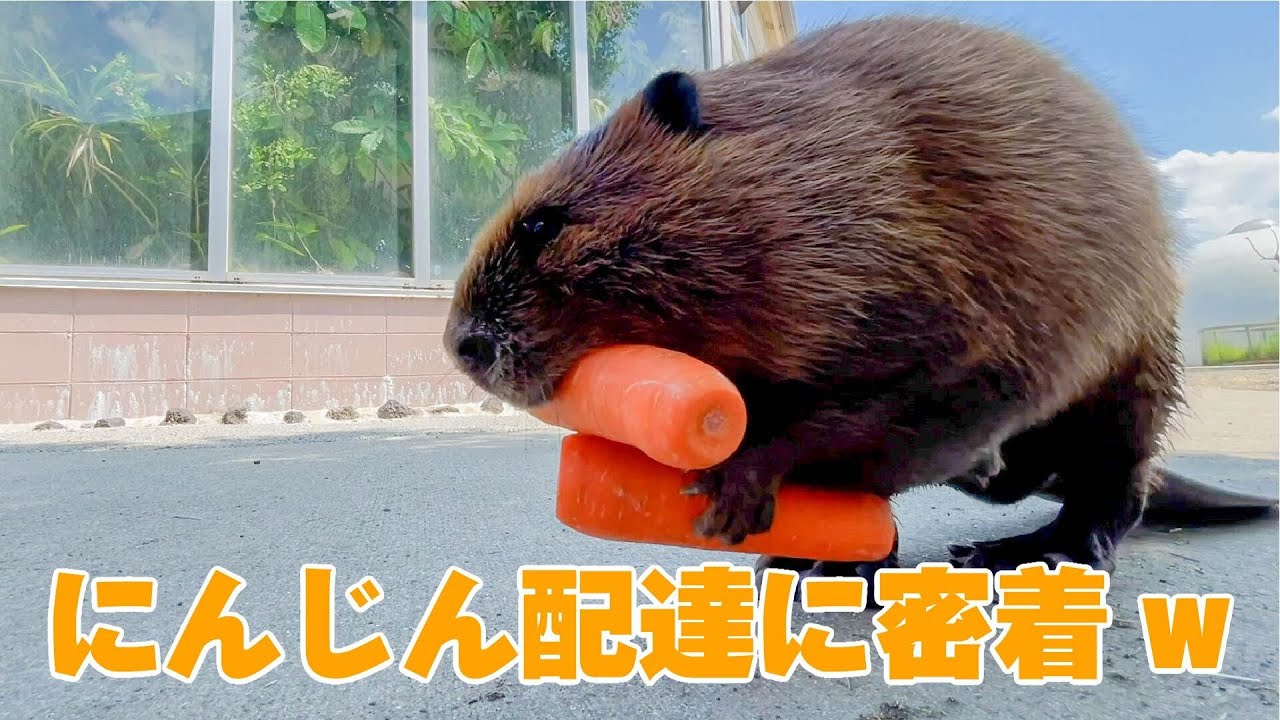 配達係のビーバー通りまーす！ Beavers carrying food.
