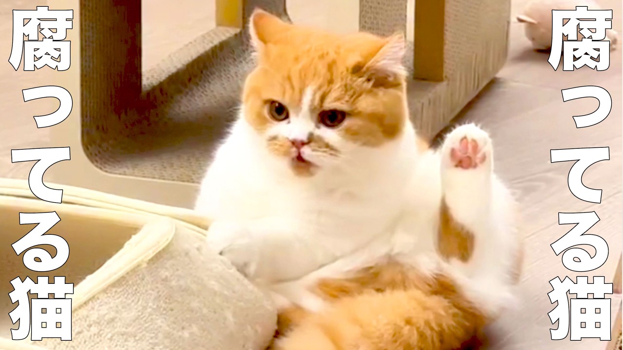 A cat whose catchphrase is 
