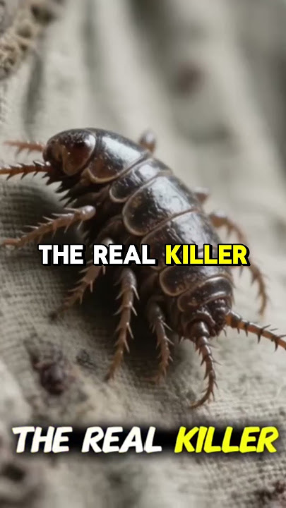 The Real Spreaders of the Black Death Will Shock You - It's NOT Rats!