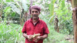 മഞ്ഞൾകൃഷി നൂറുമേനി വിളവ് എടുക്കാൻ ഇങ്ങനെ ചെയ്താൽ മതി| Manjal krishi |Turmeric Cultivation Malayalam