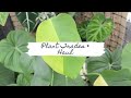 Plant Trades & Haul | Sam's Greenhouse