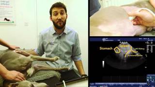 IMV imaging Small Animal Advanced Abdominal Ultrasound Video 8 – Left Limb of the Pancreas