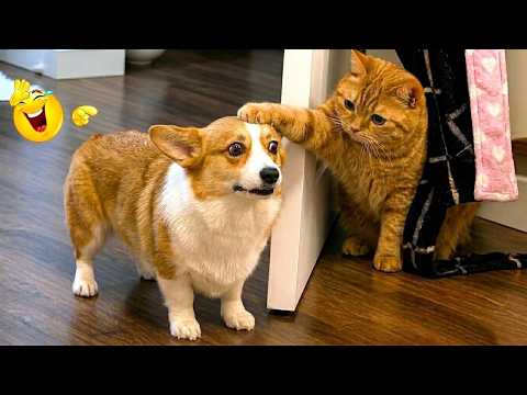 These CATS Are Too FUNNY To Handle 😹🙀 | Funny Cat Videos 2026