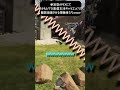 参加型エーペックスで腹筋崩壊 #apex #apexlegends #サカママ