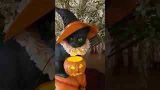 Halloween Decorations: Bethany Lowe's Witch Cat on a Pumpkin! ONE OF MY GRAILS!