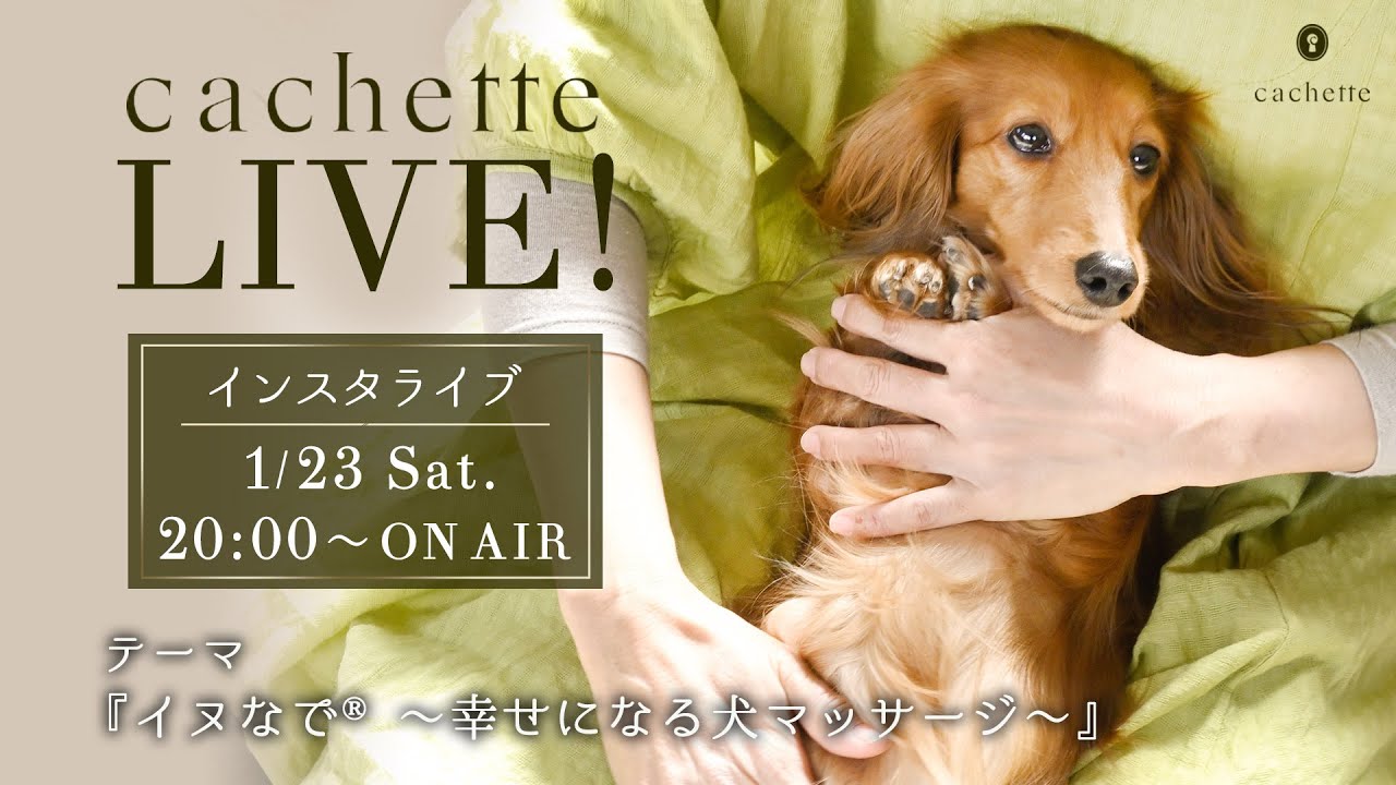 Cachette Live Vol 08 イヌなで 幸せになる犬マッサージ 配信レポート Cachette