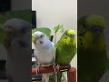Amazing budgies sounds #rbnbirds #birds #pets #parrot #budgies #lovebirds #shorts