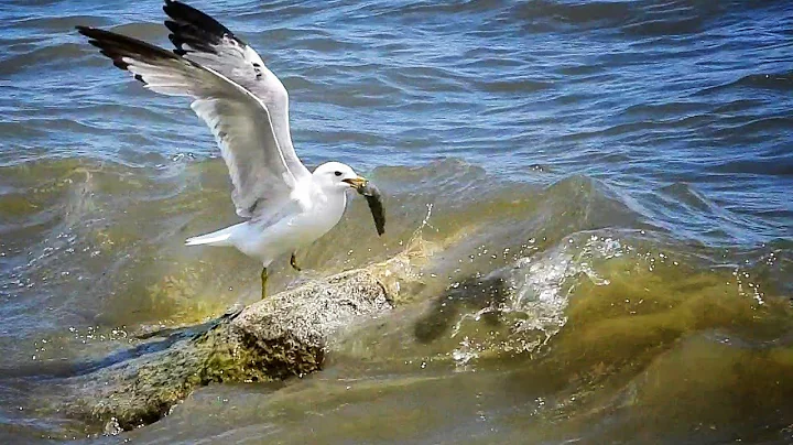 Seagull Catching Fish at Lake Ontario #wildlife #canada #nikon
