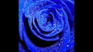 Синие розы Любви