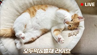 🔴오두막 & 별채 라이브 | 최신 근황 들으며 고양이들과 힐링타임