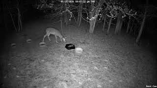 Deer 5-21-2026 10:04 PM