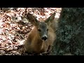 Косули в буковом лесу || Roe deer in a beech forest