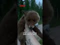 Säikky ketunpoikanen piiloutui yllättävään paikkaan