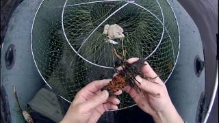 Испытание приманки. Раколовки. Продажа раколовок. Браконьеры. Poachers, crayfish.