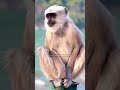 Meat the VERVET MONKEY