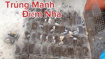 Trúng Mánh Điểm Nhà - Thăm Hơn 100 Bẫy Chuột , Dính Quá Đã!