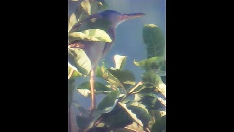 Cò lửa - cò rán 2