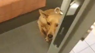 Shelter dog has heartbreaking response when taken outside