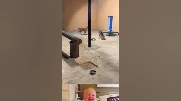 Watch the video about Serval cats surprised attack on bird 😱 | Animal attack video | #ytshorts #shorts