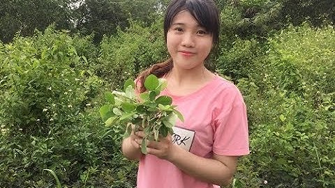 Cây kim tiền thảo vị thuốc trị sỏi thận không phải ai cũng biết