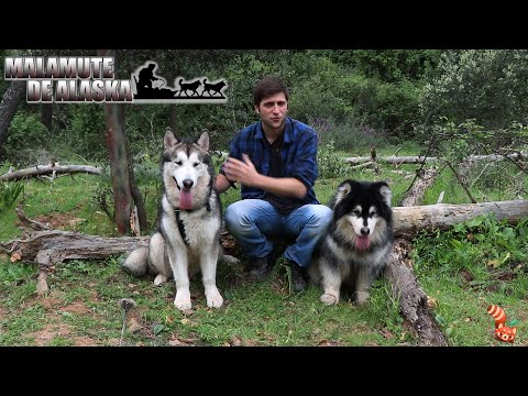 Video: Puas alaskan malamute muaj qhov muag xiav?