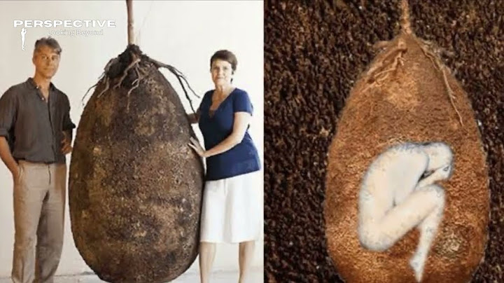 Why Coffins Are Being Replaced With Tree Pod Burials