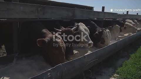 CROP CONVERSION INTO CASH