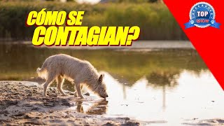 La Giardia Un Parásito Muy Molesto