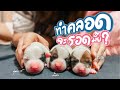 ทำคลอดหมา!! เบ่งลูกเองไม่พึ่งหมอ สดๆ หาดูยาก ได้ผู้หรือเมีย (ต้องดู) - Jack Russell