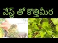 కిచెన్ వేస్ట్+వేప ఆకులు = కొత్తిమీర | జీరో వేస్ట్ గార్డెనింగ్ 