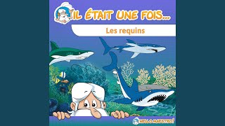 Les Requins Leur Régime Alimentaire