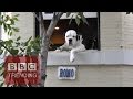 Romo the dog leaves his Washington window Romo the dog leaves his Washington window