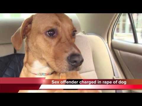 Wife Raped By Dog