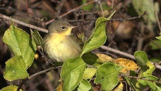 Palm Warbler (female) by Wildlife Videos of Scott Bellone 112 views 6 years ago 2 minutes, 7 seconds