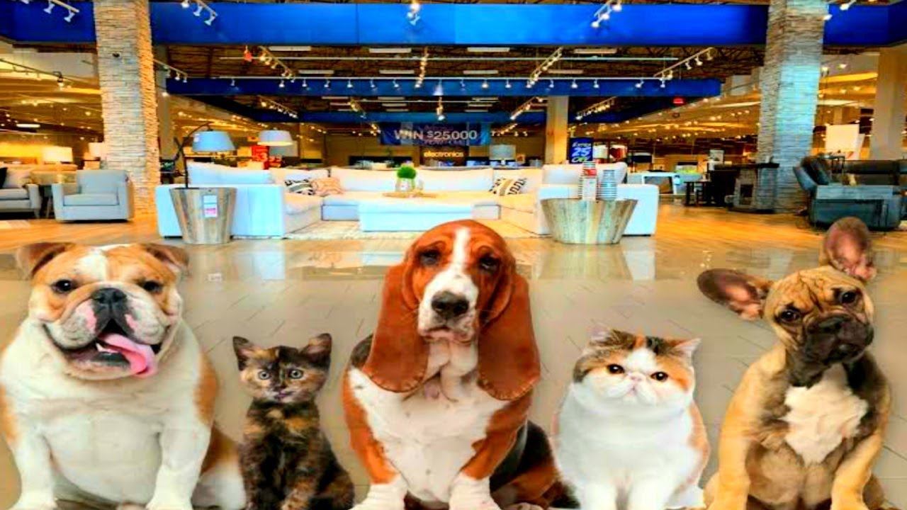 All types good breed Dog and Pets Shop Buy Pets Online Dog market